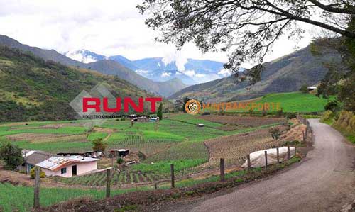 runt Florida Valle del Cauca