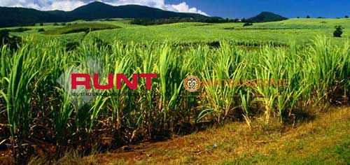 runt La Unión Valle del Cauca