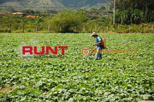 runt Cartago Valle del Cauca